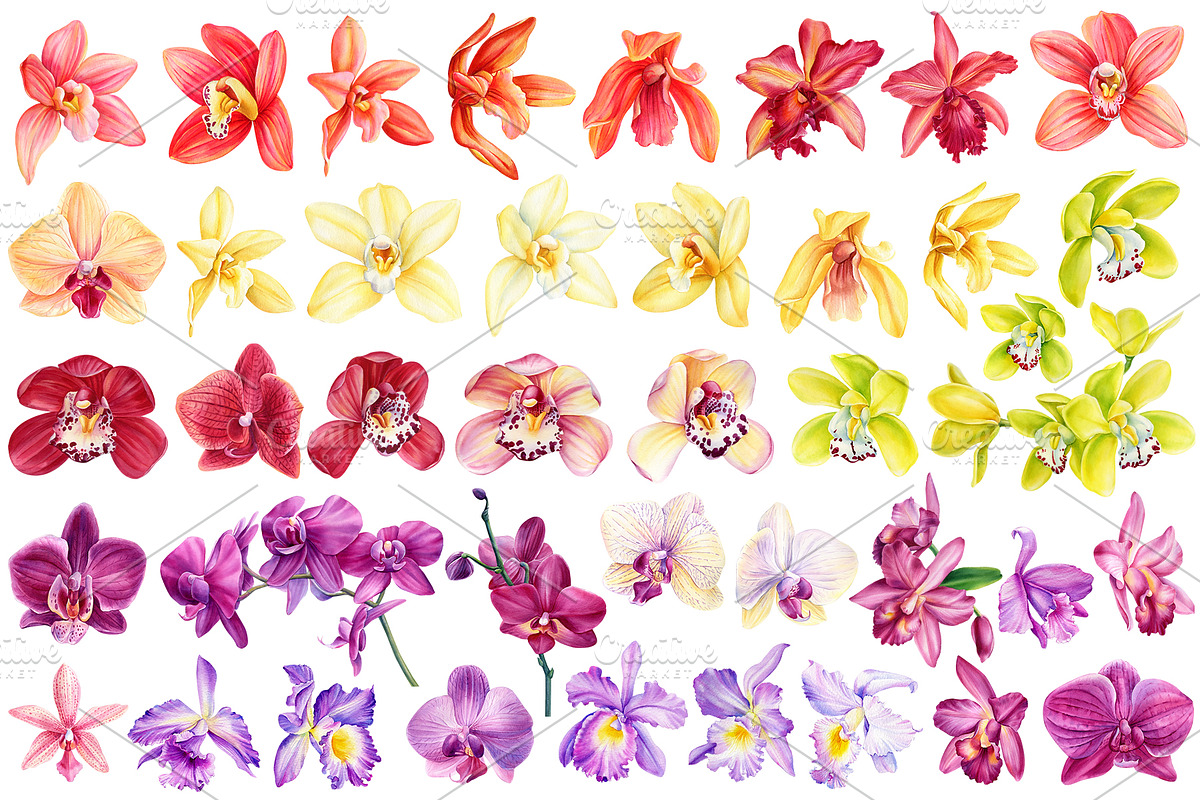 Orchid flowers watercolor, a Decorative Illustration by Hanna Hryharenka (Photo 2 of 9)