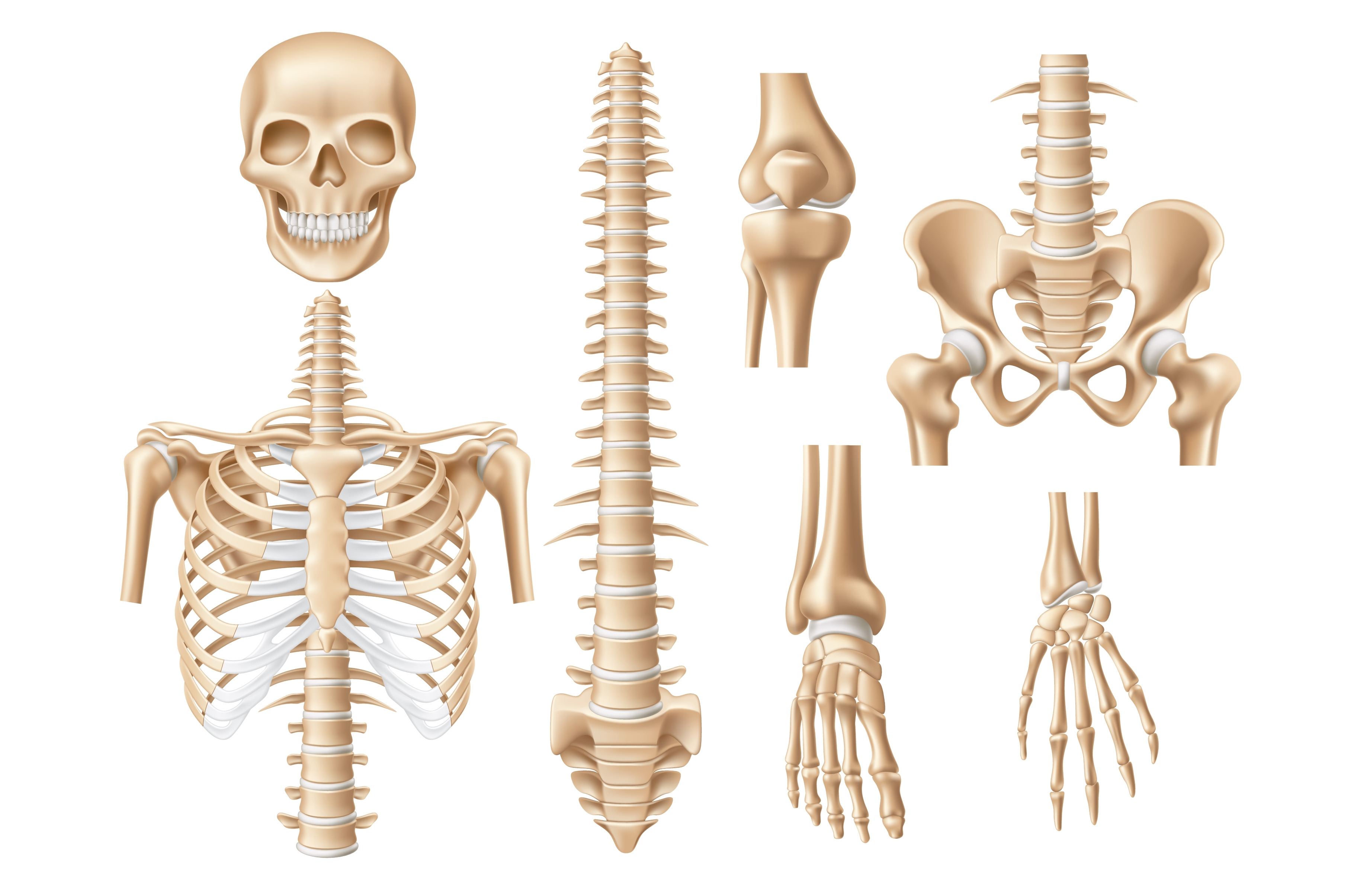 Realistic human bones. 3d anatomical, an Object Graphic by YummyBuum ...