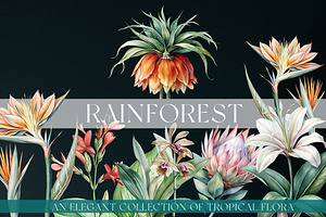 Tropical rainforest clip art set