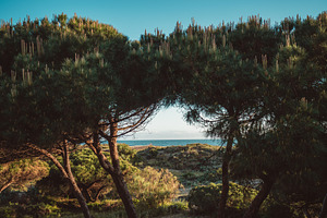 Sea view framed by pine trees, a Nature Photo by SkyNext