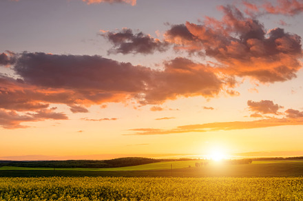 Agricultural flowering rapeseed field at sunset., a Nature Photo by Eugene_Photo