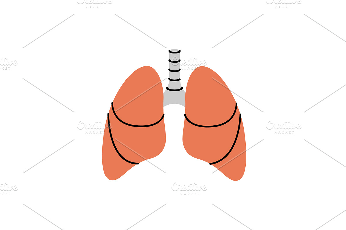 Lungs. Human internal organ. Vector, a Healthcare Illustration by GraphiShop