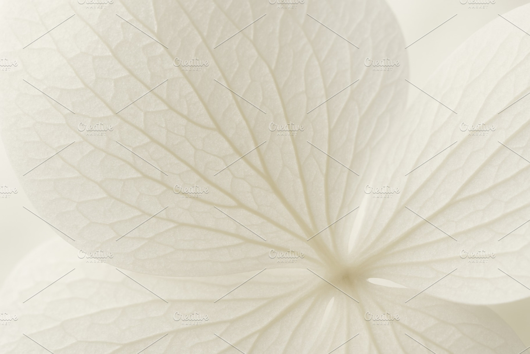 White hydrangea petal close-up showing delicate texture and eleg, a Photo by Dvoevnore photos
