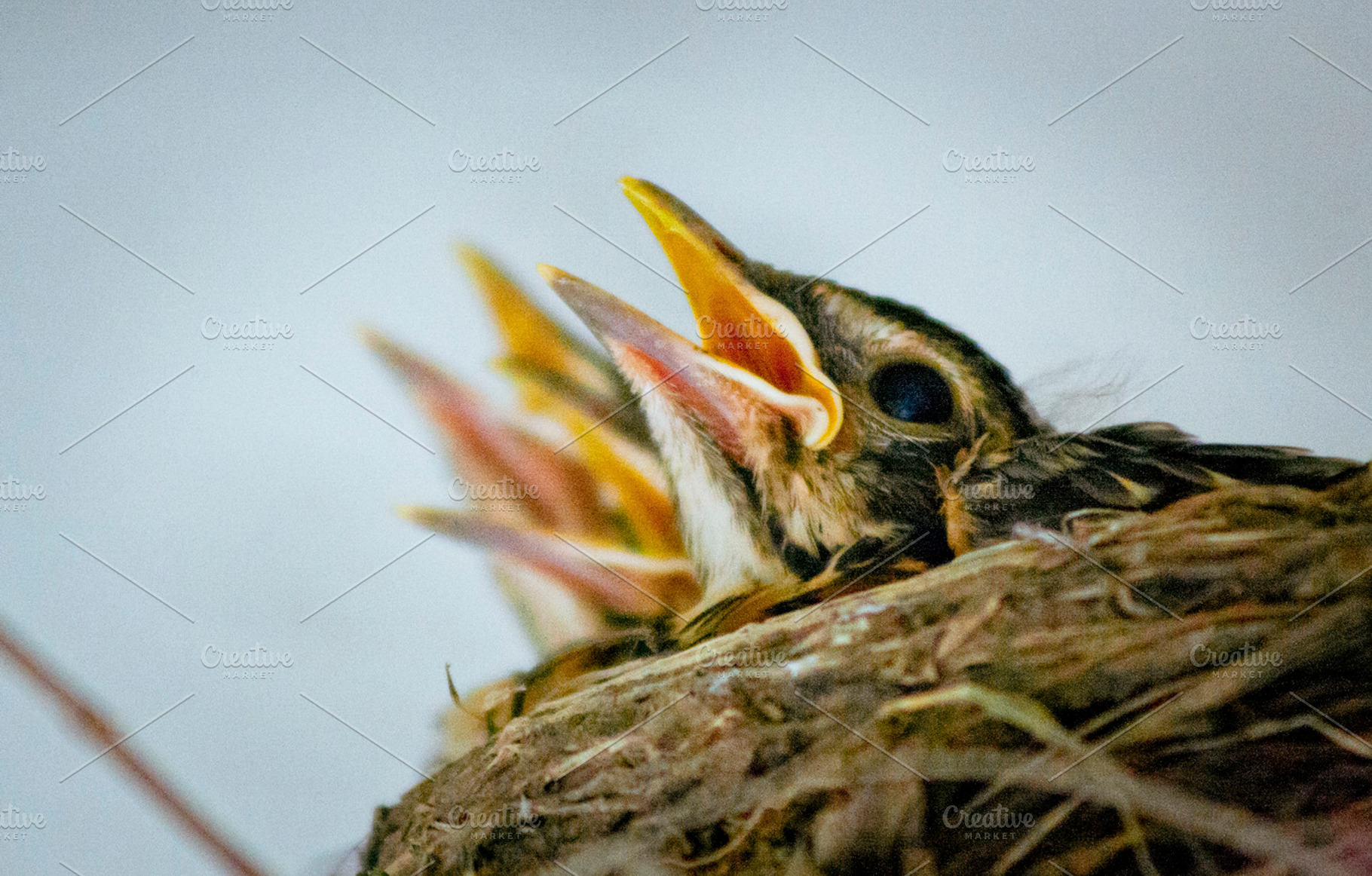 The birds featuring birds, growth, and baby