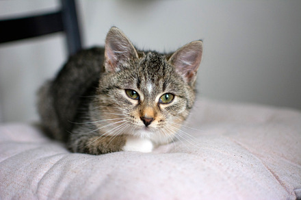 Kitten lying on pillow closeup
