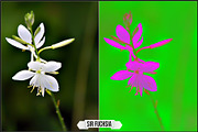 Solarized IR Inspired profiles LUTs, a Plug-in Add-On by Raztrend (Thumbnail 12 of 30)
