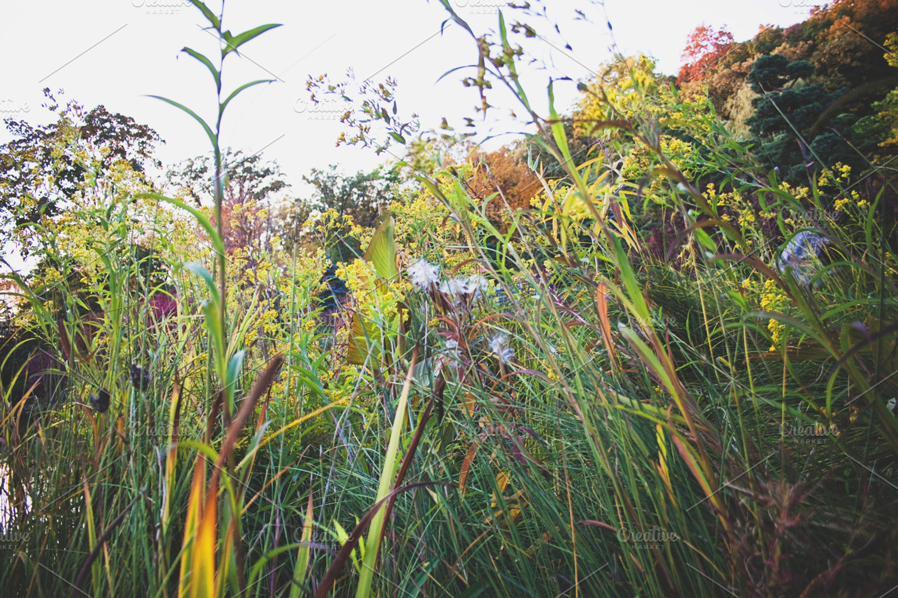 Prairie Flowers