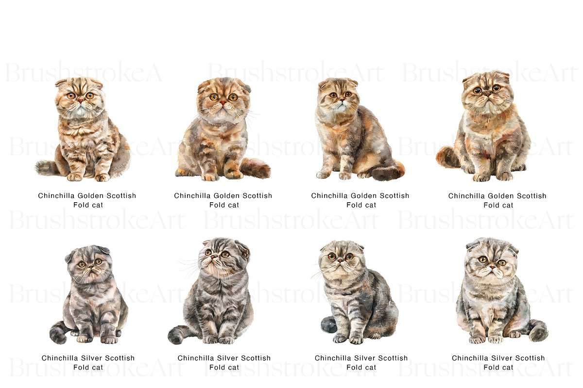 Scottish Fold Cat Clipart, Cat Breed, an Animal Illustration by BrushstrokeArtGB (Photo 6 of 9)