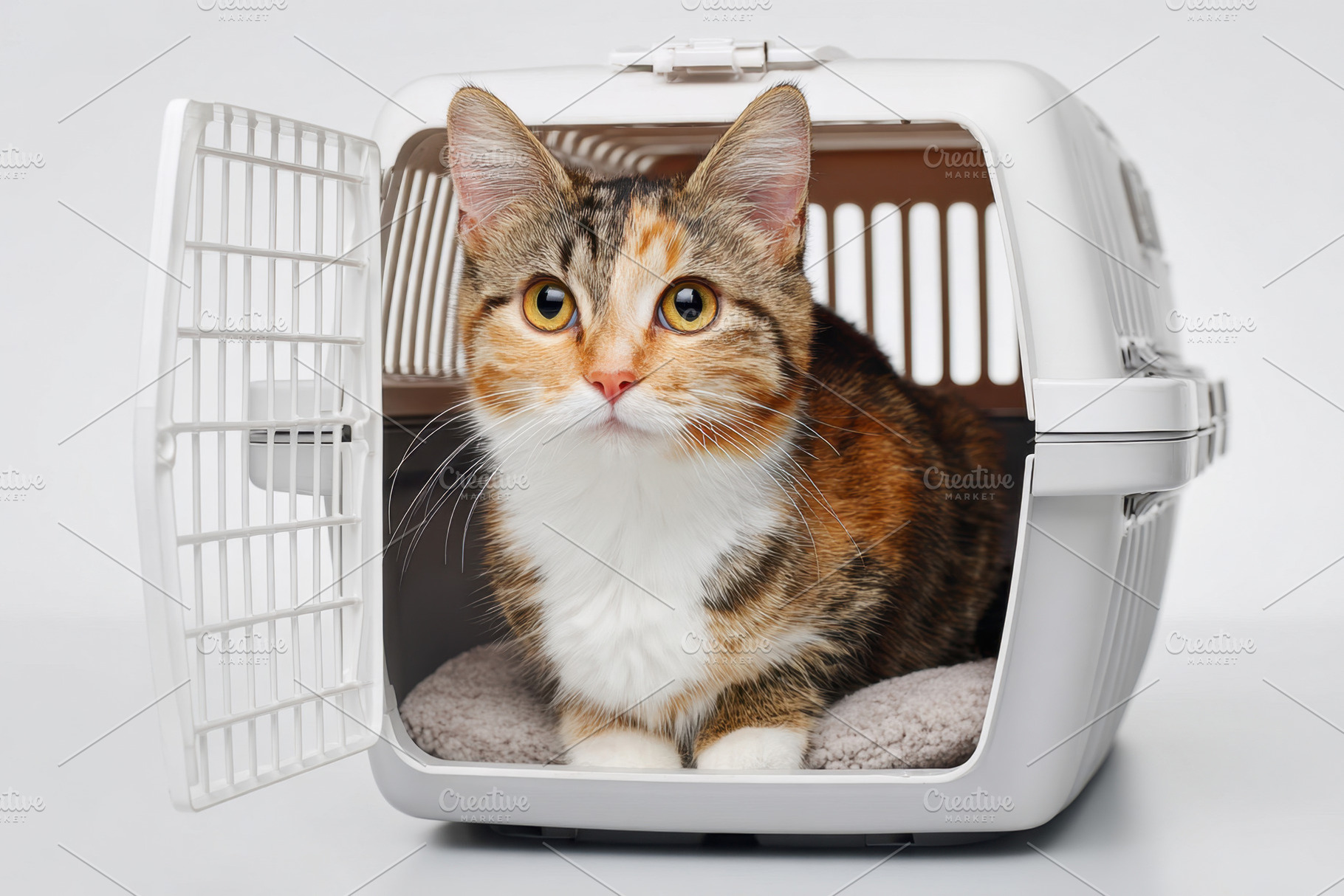 Tabby cat in pet carrier on white background, an Animal Photo by AlyaAnd