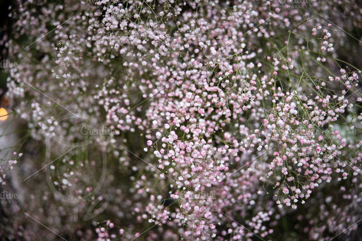 A Garden of Roses | Wedding, Events, a Nature Photo by Farewell (Photo 30 of 41)