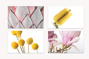 Flora Detail - Macro Photo Bundle, a Nature Photo by Stockify (Thumbnail 5 of 6)