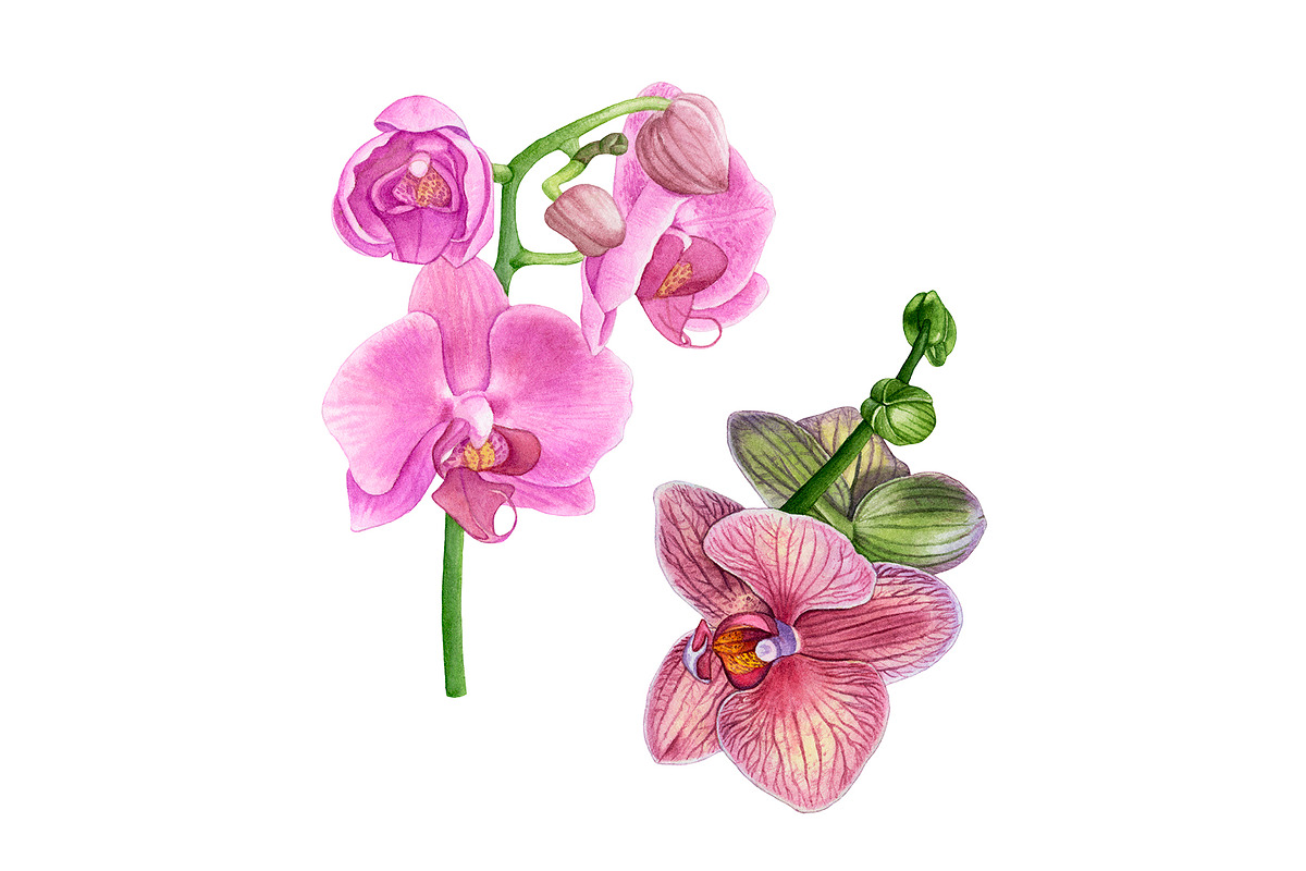 Watercolor Pink Flowers, an Illustration by Katya Zlobina (Photo 5 of 9)