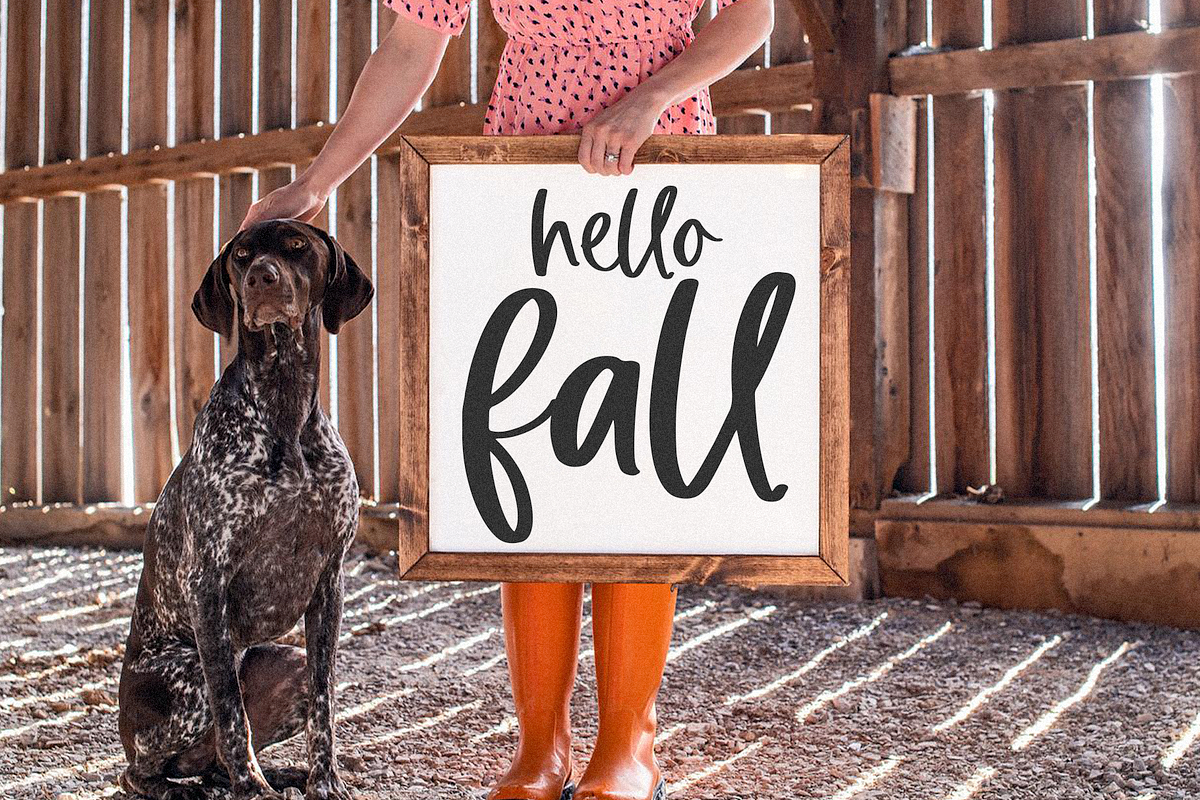 Pumpkin Harvest | Modern Script Font, a Script Font by KA Designs (Photo 3 of 17)