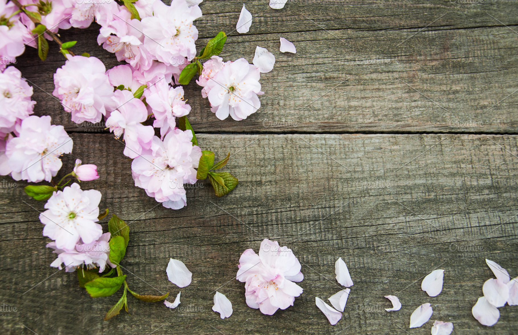 Sakura containing background, pink, and wooden, a Nature Photo by Olena Rudo
