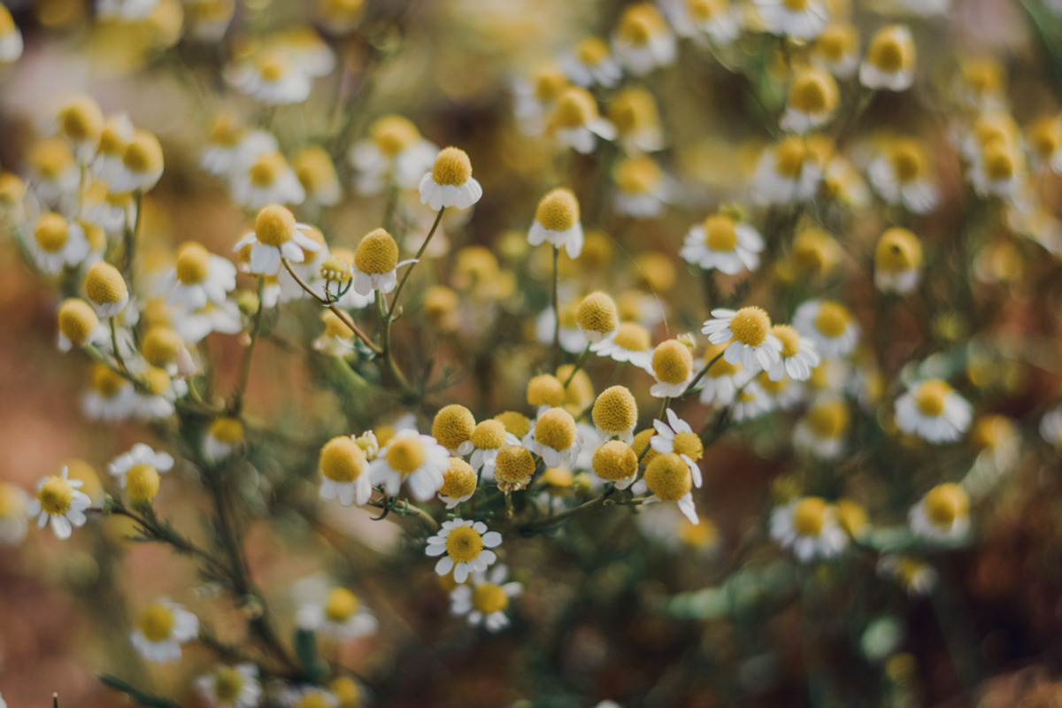 Pro Lightroom Presets Pack, an Action Add-On by Bamboobear Books Shop (Photo 6 of 7)
