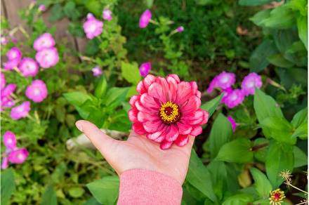 pink flower of Zinnia elegans youth, a Nature Photo by darksoul72