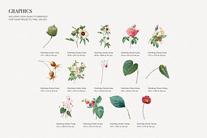 Charming Botanical Pattern & Plants