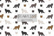 Chantilly Tiffany Cat clipart set, an Animal Illustration by pet design shop (Thumbnail 6 of 6)