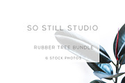 Rubber tree bundle stock photos, a Product Mockup by So Still Studio (Thumbnail 1 of 4)