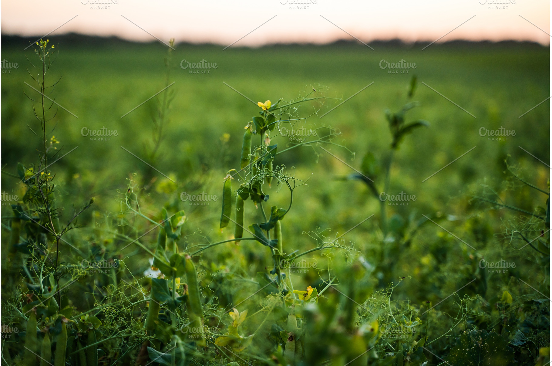 Ripening pea pods growing on a green, a Nature Photo by volodymyrshtun13795