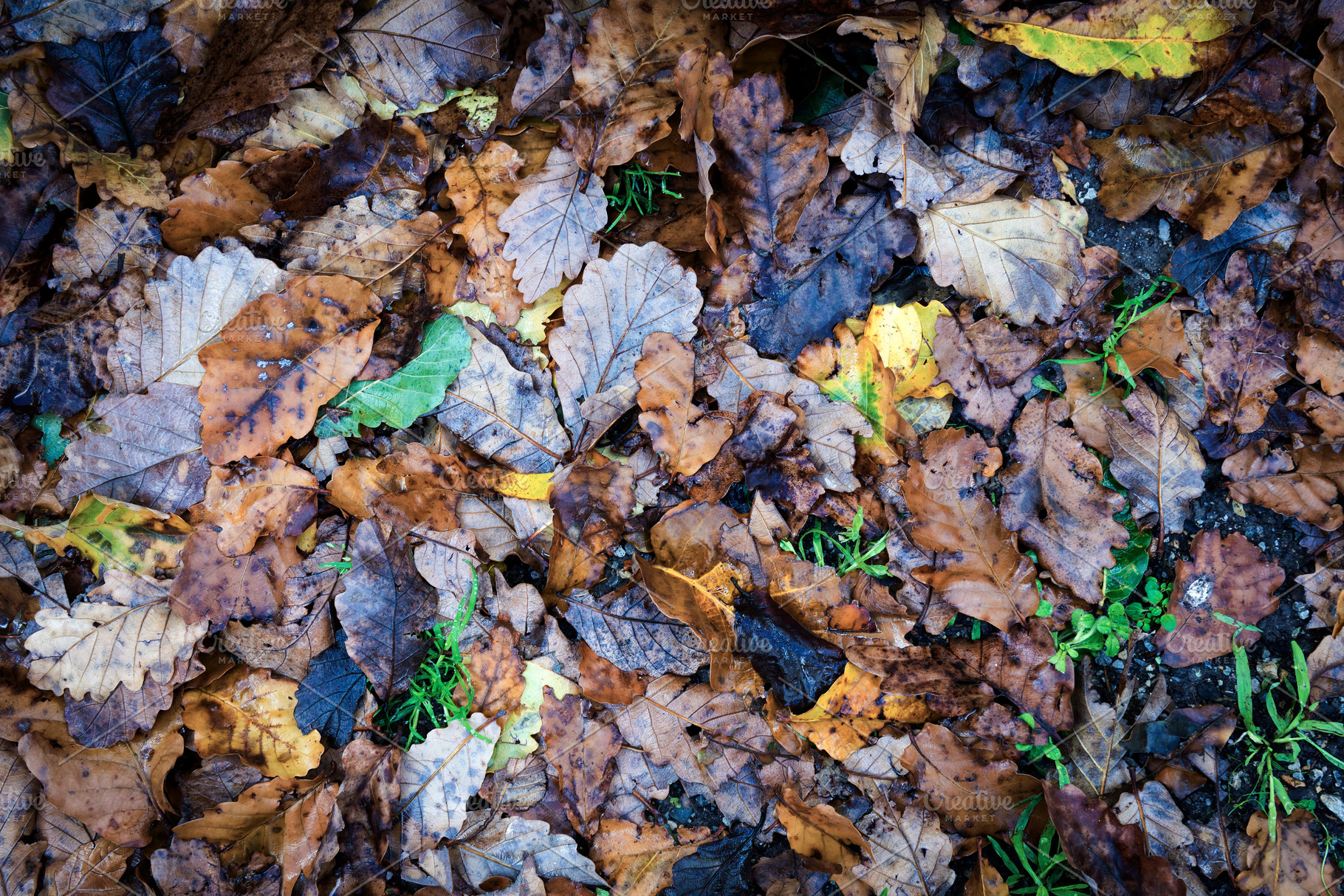 Autumn Leaves, a Background Photo by THP Creative