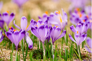 Spring crocus flowers in the grass, a Nature Photo by Nature and travel