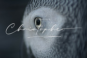 Sieralova - A Beauty Handwritten, a Script Font by Walkeren (Thumbnail 8 of 16)
