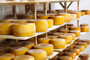 Cow milk cheese stored featuring aging, agriculture, and cellar