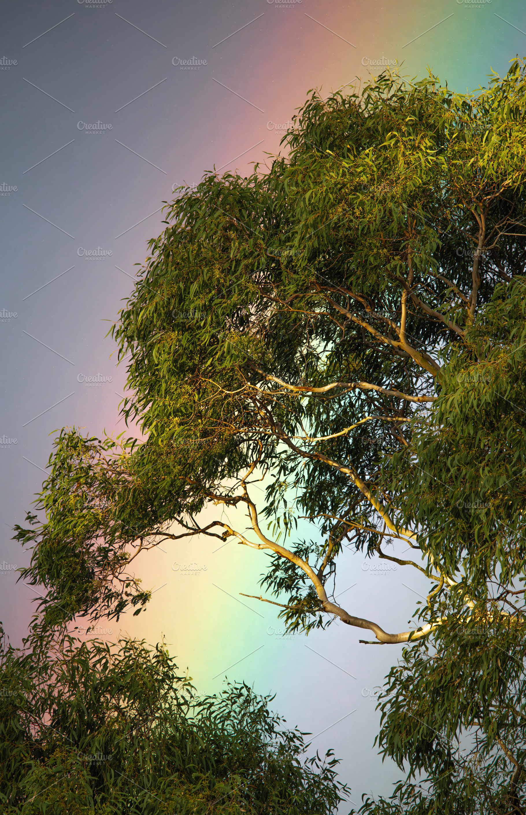 Vibrant rainbow in the afternoon sky, a Nature Photo by Rob D Animal Photography