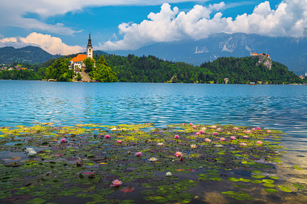 Blooming pink water lily flowers, a Nature Photo by Alpine Dreams