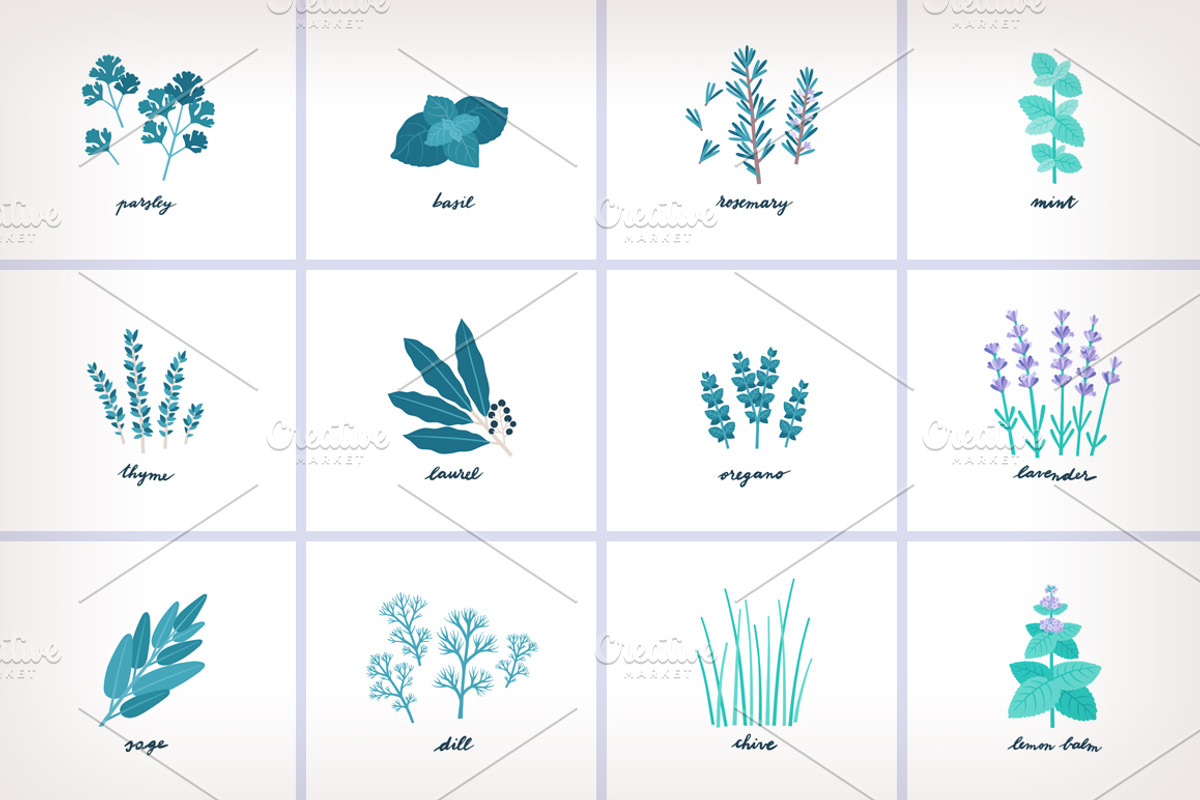 Aromatic Herbs Vector Graphics, an Illustration by Insalata Illustrata (Photo 6 of 6)