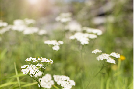 Natural background with grass and, a Nature Photo by Diary of impressions