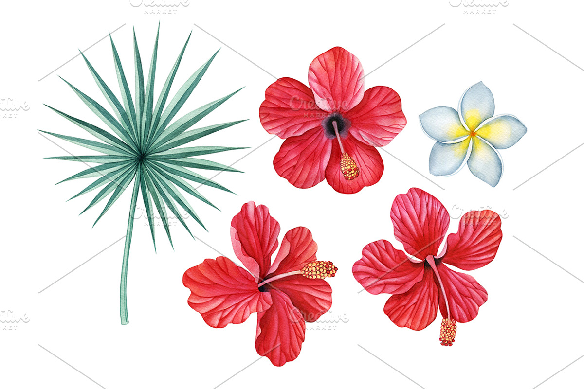 Tropical plants set, an Illustration by Watercolor life (Photo 8 of 13)