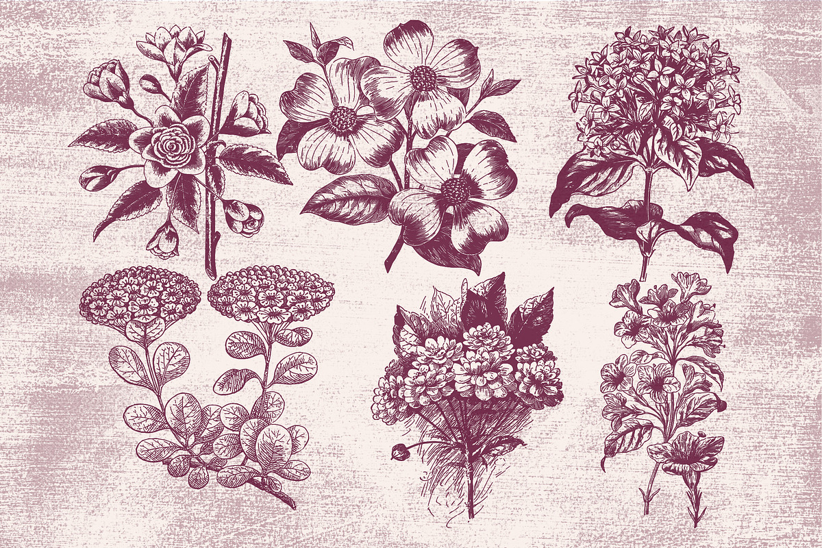 Vintage Flower Illustrations, an Illustration by TheBlackPixelCo (Photo 2 of 6)