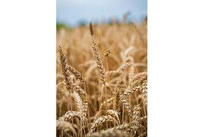 Golden wheat field showing mature, a Nature Photo by volodymyrshtun13795