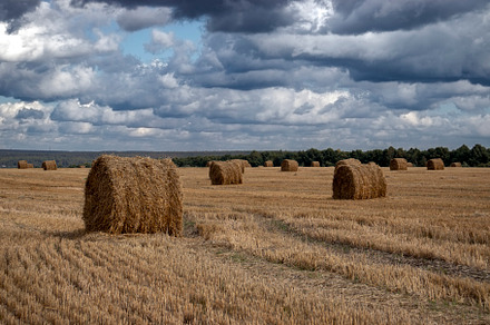 Hay in rolls lying on the field, a Food & Drink Photo by Schreibikus