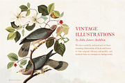 90 Vintage Birds of America, an Illustration by The Object Atlas (Thumbnail 2 of 9)