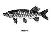 Fish collection, part 3, a Food Illustration by ZotovShop (Thumbnail 6 of 11)