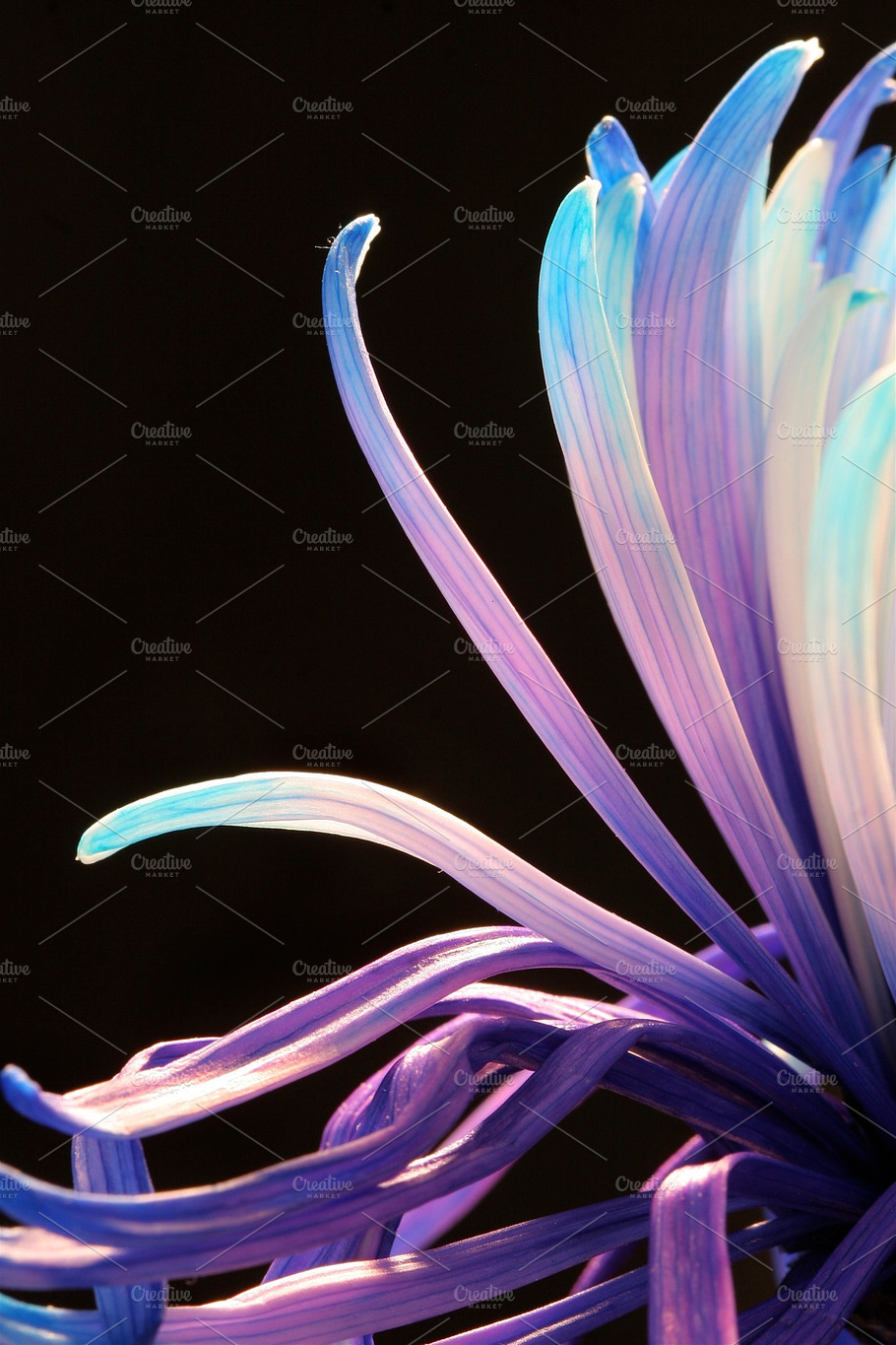 Purple Chrysanthemum