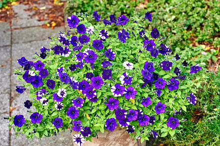 Jar in the garden, a Photo by Peopleimages.com