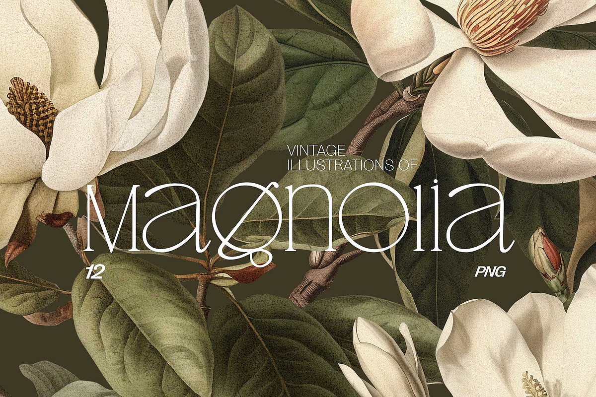 Magnolia - botanical illustrations, a Decorative Illustration by AI Crafted Magnolia (Photo 1 of 11)