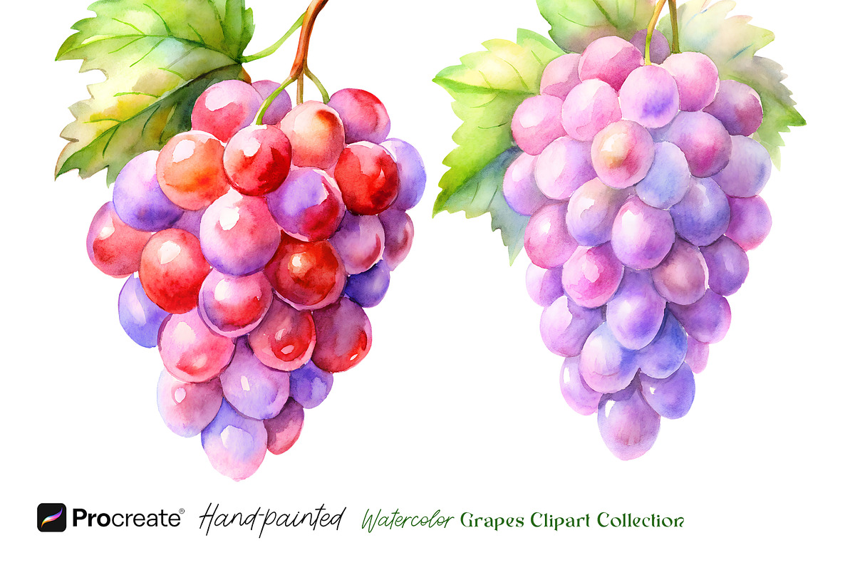 Watercolor Grapes Clipart, an Object Illustration by crafty (Photo 6 of 11)