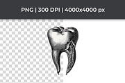 Dark Vintage Tooth Clipart Bundle, a Healthcare Illustration by InkyQueenArt (Thumbnail 2 of 5)