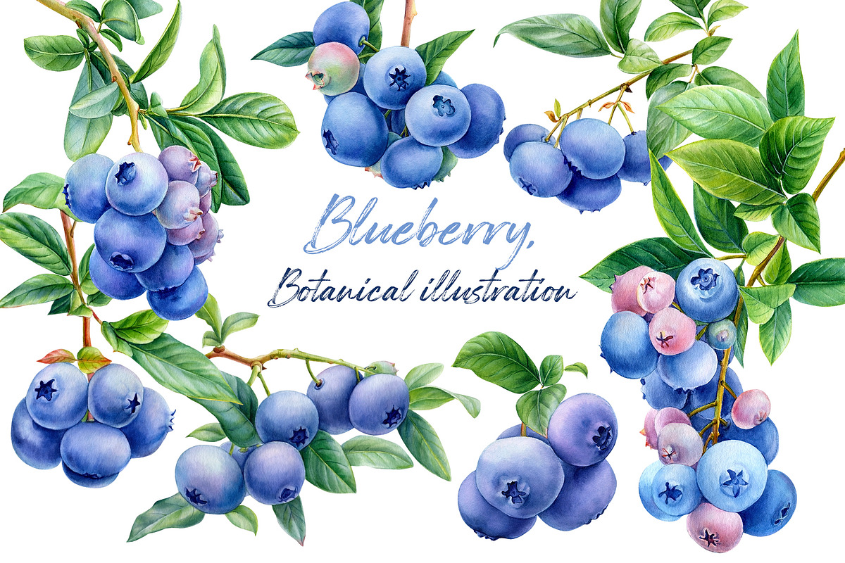 Blueberry, botanical illustration, a Food Illustration by Hanna Hryharenka (Photo 1 of 9)