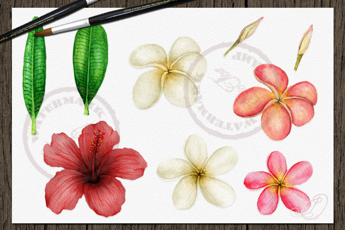 Tropical Big Pack Watercolor Clip, a Decorative Illustration by DioFlow (Photo 13 of 26)
