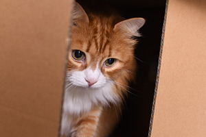 Cat in a cardboard box, an Animal Photo by Apolonia
