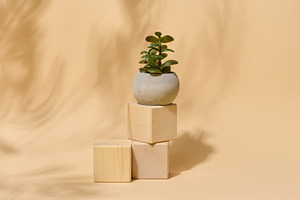 Small succulent plant in a grey pot on wooden blocks. Elegant mi, a Background Photo by ndanko