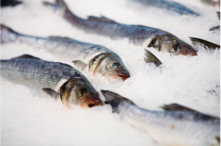 Delicious fresh fish on ice on, a Food & Drink Photo by Our Amazing World