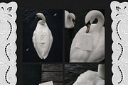 Swan Nocturne Editorial Mockups, an Advertising Mockup by Muse Mockups (Thumbnail 3 of 12)