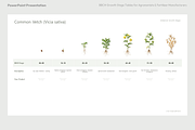 BBCH Growth Stages, Legume Crops, a Presentation Template by Ilia Design (Thumbnail 2 of 9)